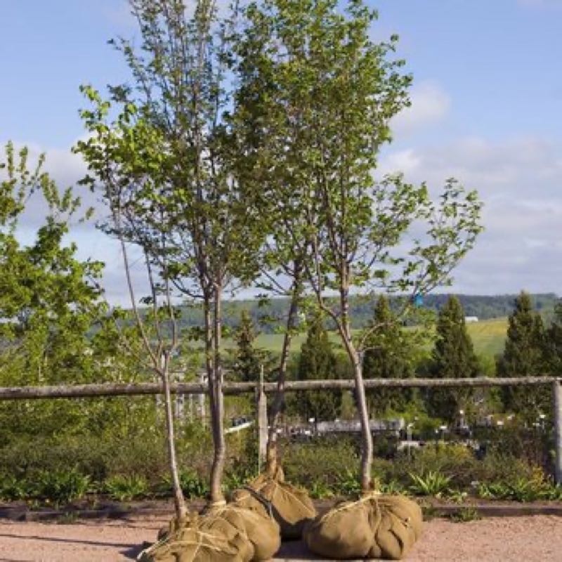 {SERVICE_NAME} project in Wylie