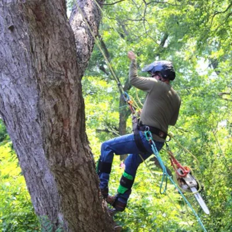 Large Oak Trimming in Wylie