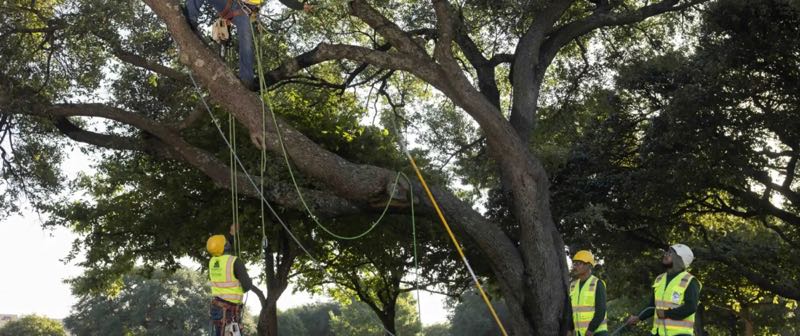 Stump Grinding in Wylie