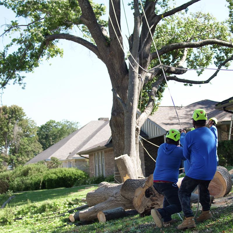 {SERVICE_NAME} project in Wylie