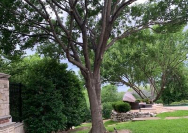 {SERVICE_NAME} project in Wylie